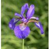IRIS SIBIRICA 'PENNYWHISTLE shutt