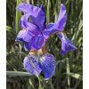 IRIS SIBIRICA 'PENNYWHISTLE shut1