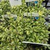ARABIS PROCURRENS 'OLD GOLD' kak1