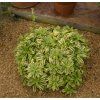 ARABIS PROCURRENS 'OLD GOLD' shutt