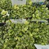 ARABIS PROCURRENS 'OLD GOLD' kak