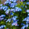 MYOSOTIS PALUSTRIS shut1