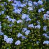 MYOSOTIS PALUSTRIS shut