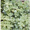 PLECTRANTHUS AMBOINICUS 'MALIBU® IST2
