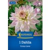 Dahlia Crazy Love Bruno