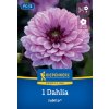 DAHLIA 'JUBILA' (GEORGÍNA)_ Bruno