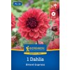 DAHLIA 'ORIENT EXPRESS' (GEORGÍNA) Bruno
