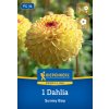 DAHLIA 'SUNNY BOY' (GEORGÍNA)_Bruno