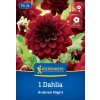 DAHLIA 'ARABIAN NIGHT' (GEORGÍNA) Bruno