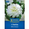 DAHLIA 'WHITE ONESTA' (GEORGÍNA) Bruno
