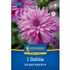 DAHLIA 'STRIPED AMBITION' (GEORGÍNA) Bruno