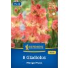 GLADIOLUS 'MANGO MUSE' (GLADIOLA) Bruno