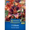 LILIUM 'FOREVER SUSAN' (ÁZIJSKÁ ĽALIA) Bruno