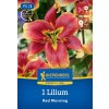 LILIUM 'RED MORNING' (STROMOVÁ ĽALIA) Bruno
