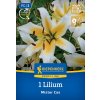 LILIUM 'MISTER CAS' (STROMOVÁ ĽALIA) Bruno