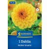 DAHLIA 'GOLDEN SCEPTER' kiep