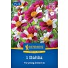 DAHLIA 'TWYNING'S SMARTIE' kiep