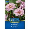 DAHLIA 'PACIFIC JEWEL' bruno