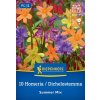 DICHELOSTEMMA & HOMERIA – LETNÁ ZMES kiep