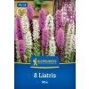 LIATRIS SPICATA – ZMES kiep