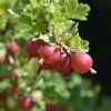 RIBES UVA CRISPA 'HINNONMÄKI ROT ist1