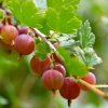 RIBES UVA CRISPA 'HINNONMÄKI ROT ist