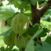 RIBES UVA CRISPA 'MUCURINES' ist