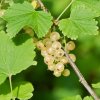RIBES RUBRUM 'WERDAVIA ist1