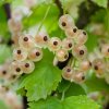 RIBES RUBRUM 'WERDAVIA ist