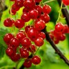 RIBES RUBRUM 'JONKHEER VAN TETS' ist1