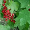 RIBES RUBRUM 'JONKHEER VAN TETS' ist
