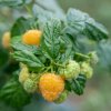 RUBUS IDAEUS 'FALLGOLD' ist1