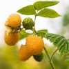 RUBUS IDAEUS 'FALLGOLD' ist2