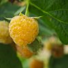 RUBUS IDAEUS 'FALLGOLD' ist