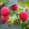 RUBUS IDAEUS 'ZEVA II ist1