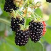 RUBUS FRUTICOSUS 'NAVAHO' ist1