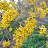 CORNUS MAS ist1
