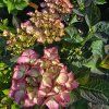 HYDRANGEA MACROPHYLLA 'ADULA' kak1