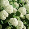 HYDRANGEA MACROPHYLLA 'ICE BOY' ist1