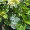 HYDRANGEA MACROPHYLLA 'ICE BOY' kak1