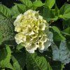 HYDRANGEA MACROPHYLLA 'ICE BOY' kak2