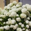 HYDRANGEA MACROPHYLLA 'ICE BOY' ist