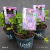 HYDRANGEA MACROPHYLLA 'LITTLE PURPLE kak1