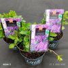 HYDRANGEA MACROPHYLLA 'LITTLE PURPLE kak