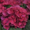 HYDRANGEA MACROPHYLLA 'ROYAL RED' ist1