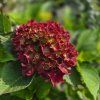 HYDRANGEA MACROPHYLLA 'ROYAL RED' lila kak