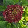 HYDRANGEA MACROPHYLLA 'ROYAL RED' lila kak1