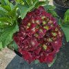 HYDRANGEA MACROPHYLLA 'ROYAL RED' lila kak2
