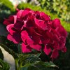 HYDRANGEA MACROPHYLLA 'ROYAL RED' ist