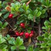 ARCTOSTAPHYLOS UVA-URSI _ist1